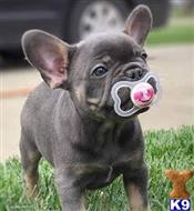 french bulldog puppy posted by hardyphilips80