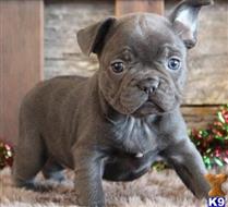 french bulldog puppy posted by hardyphilips80