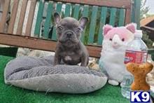 french bulldog puppy posted by hardyphilips80
