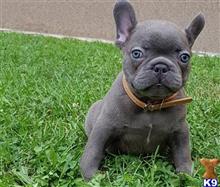 french bulldog puppy posted by hardyphilips80