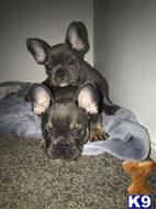 french bulldog puppy posted by hardyphilips80