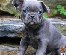 french bulldog puppy posted by hardyphilips80