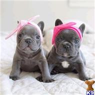 french bulldog puppy posted by hardyphilips80