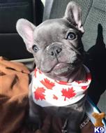 french bulldog puppy posted by hardyphilips80