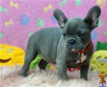 french bulldog puppy posted by hardyphilips80