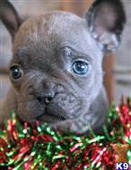 french bulldog puppy posted by hardyphilips80