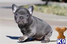 french bulldog puppy posted by hardyphilips80