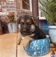 german shepherd puppy posted by hardyphilips80