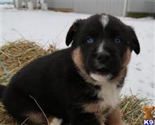 german shepherd puppy posted by hardyphilips80