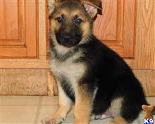 german shepherd puppy posted by hardyphilips80