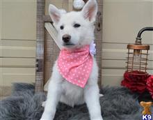 german shepherd puppy posted by hardyphilips80