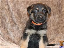 german shepherd puppy posted by hardyphilips80