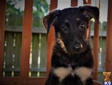 german shepherd puppy posted by hardyphilips80