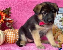 german shepherd puppy posted by hardyphilips80