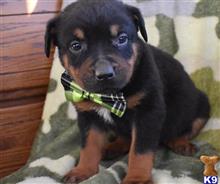 rottweiler puppy posted by hardyphilips80