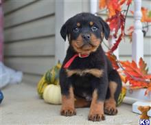 rottweiler puppy posted by hardyphilips80