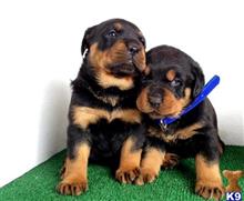 rottweiler puppy posted by hardyphilips80