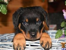 rottweiler puppy posted by hardyphilips80