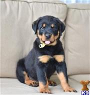 rottweiler puppy posted by hardyphilips80