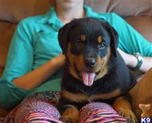 rottweiler puppy posted by hardyphilips80