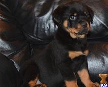 rottweiler puppy posted by hardyphilips80