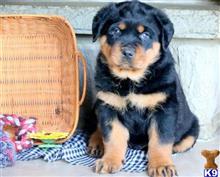rottweiler puppy posted by hardyphilips80