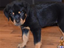 rottweiler puppy posted by hardyphilips80