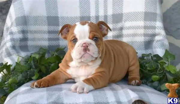 English Bulldog puppy for sale