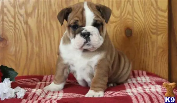 English Bulldog puppy for sale