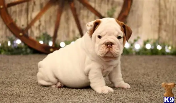 English Bulldog puppy for sale