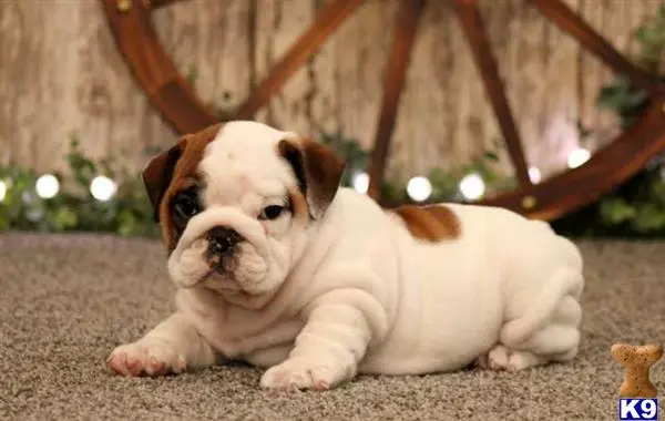 English Bulldog puppy for sale