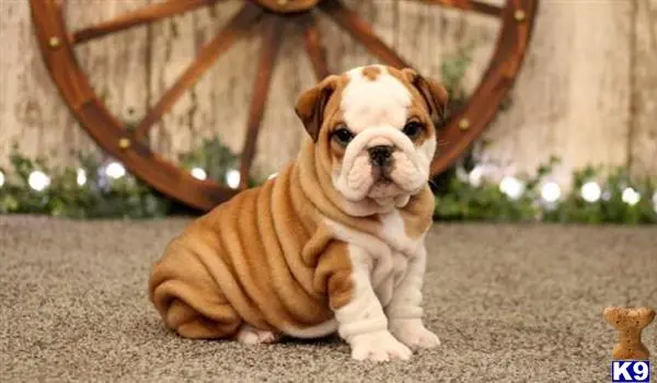 English Bulldog puppy for sale