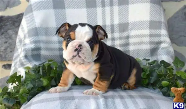 English Bulldog puppy for sale