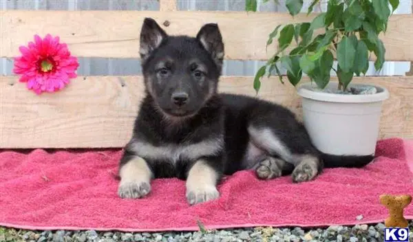 German Shepherd puppy for sale