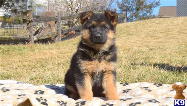 a german shepherd dog sitting on a blanket