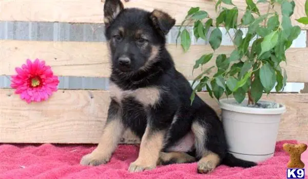 German Shepherd