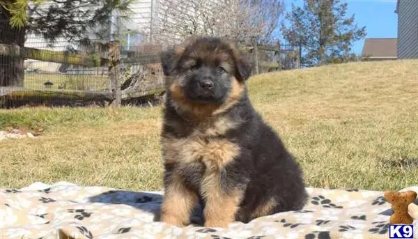 German Shepherd puppy for sale