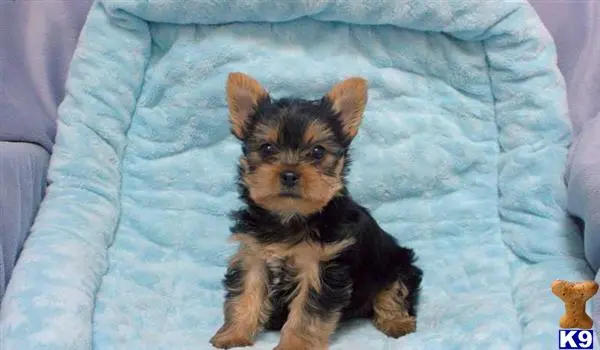 Yorkshire Terrier puppy for sale