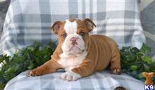 english bulldog puppy posted by harley1fitzgerald1