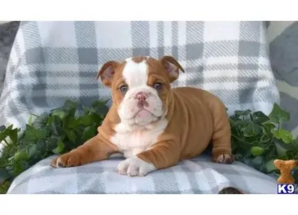 English Bulldog