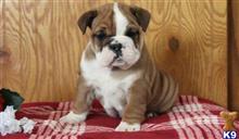 english bulldog puppy posted by harley1fitzgerald1