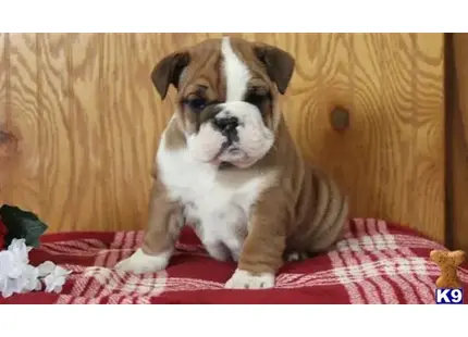 English Bulldog