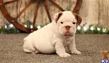 english bulldog puppy posted by harley1fitzgerald1