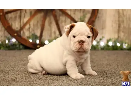 English Bulldog