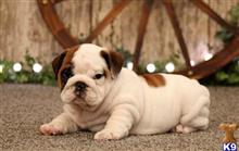 english bulldog puppy posted by harley1fitzgerald1