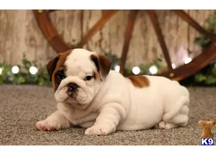 English Bulldog