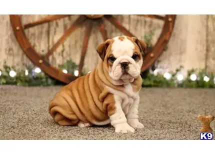 English Bulldog