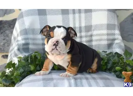 English Bulldog