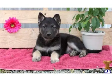 German Shepherd