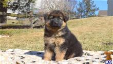 german shepherd puppy posted by harley1fitzgerald1